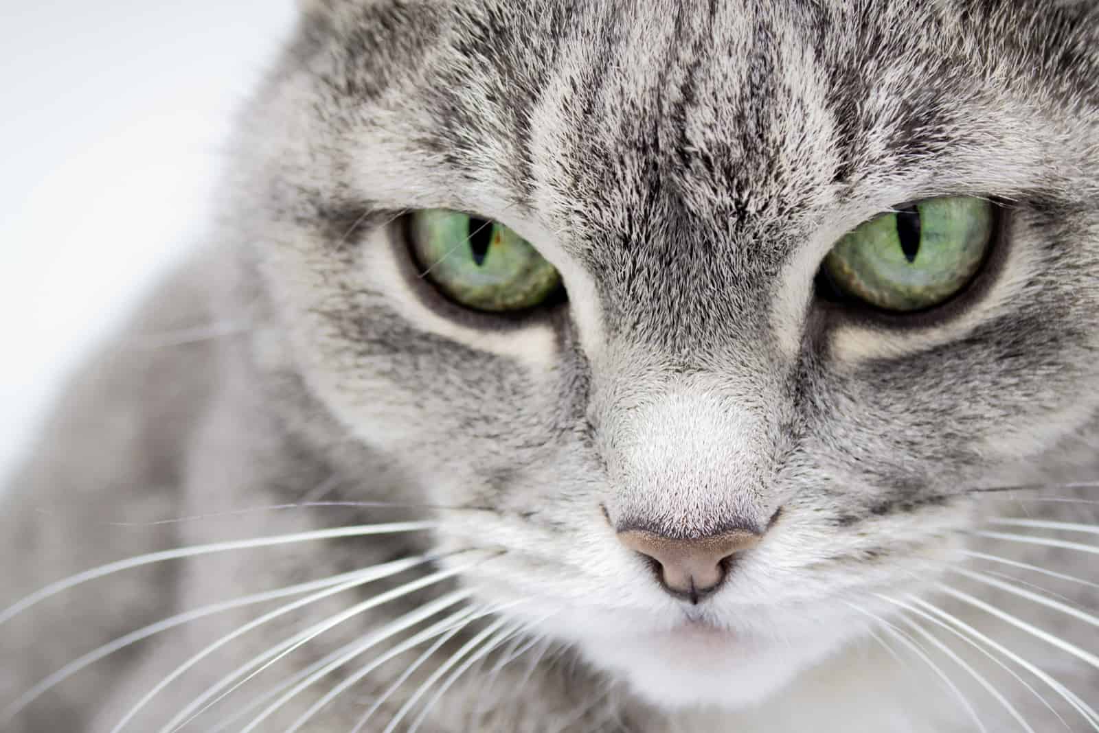 tabby cat with green eyes and a pink nose