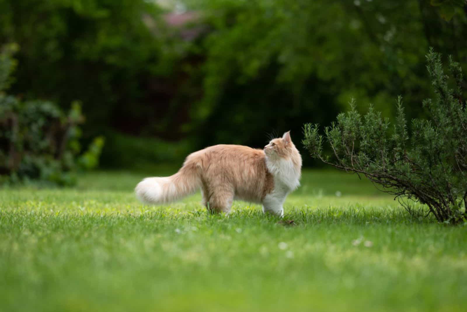 tabby ginger maine coon cat with fluffy tail standing on grass