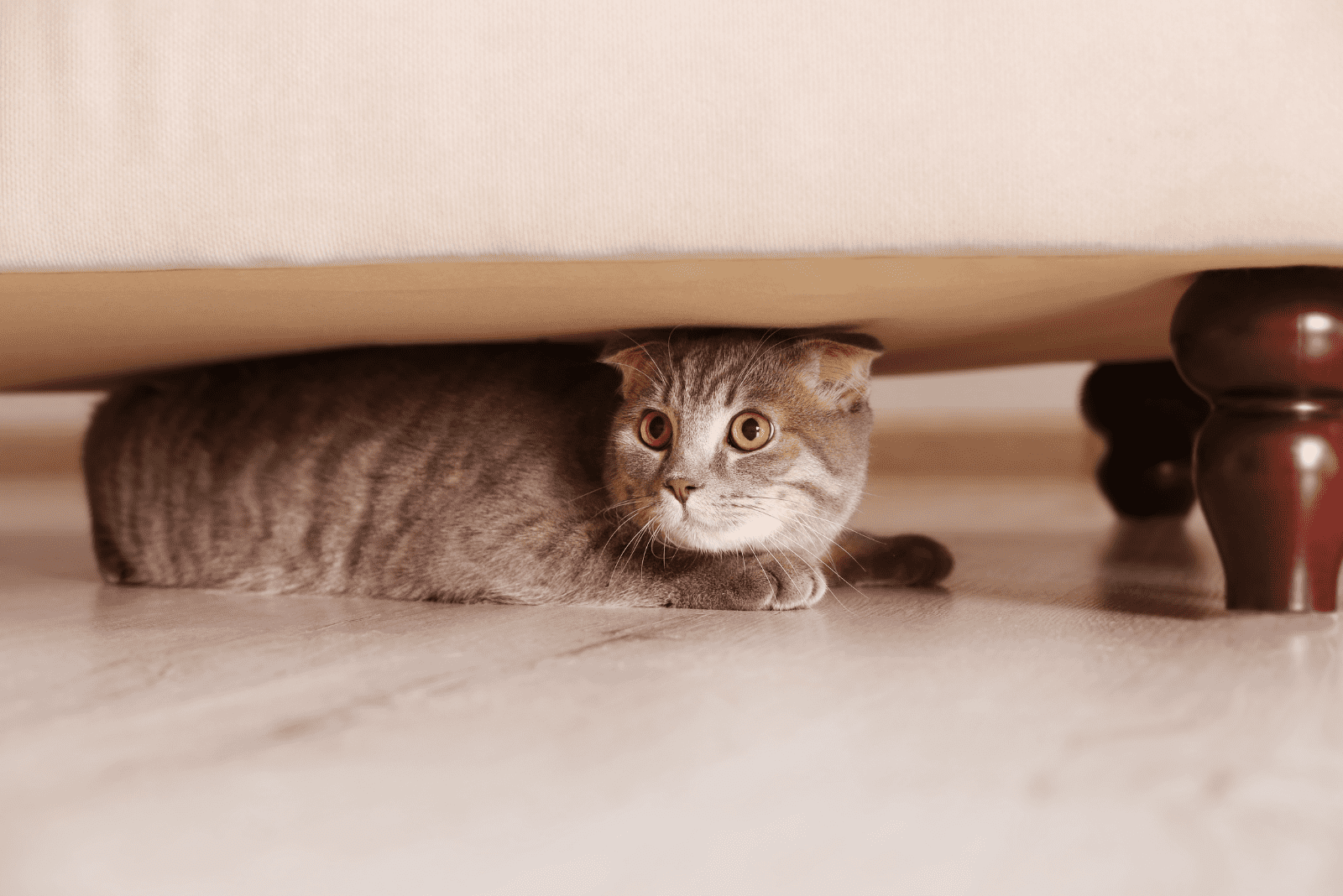 the cat is hiding under the bed