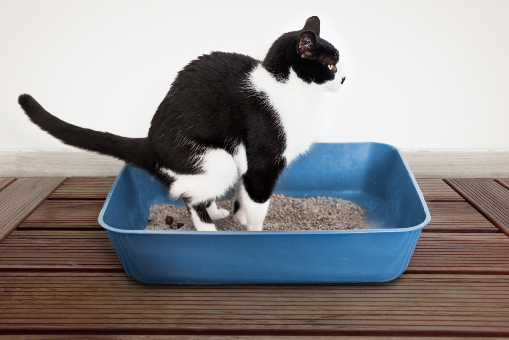 7 Causes For Yellow Cat Poop & How To Solve It