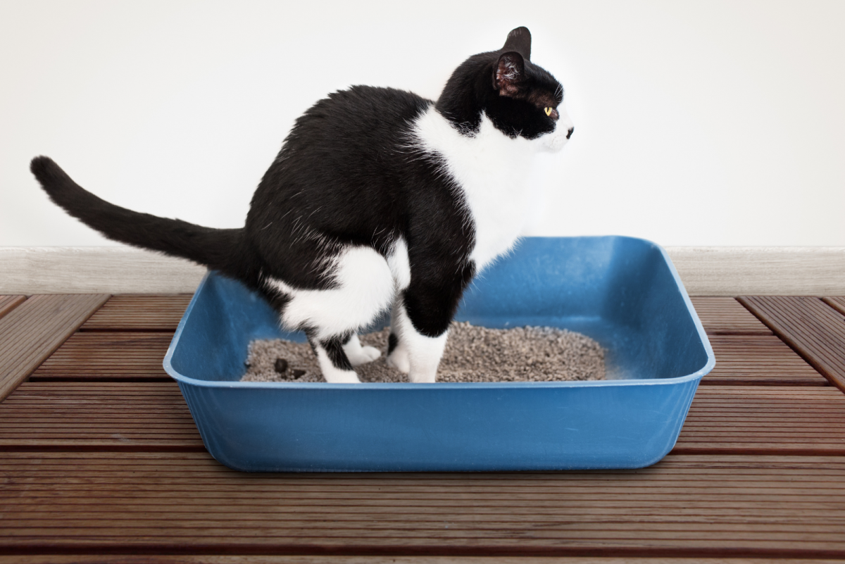 7-causes-for-yellow-cat-poop-how-to-solve-it