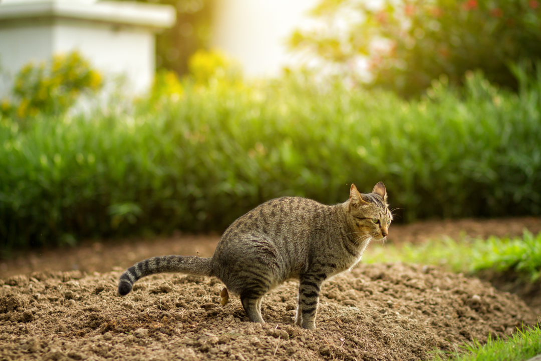 how-often-do-cats-poop-investigating-kitten-poo-problems