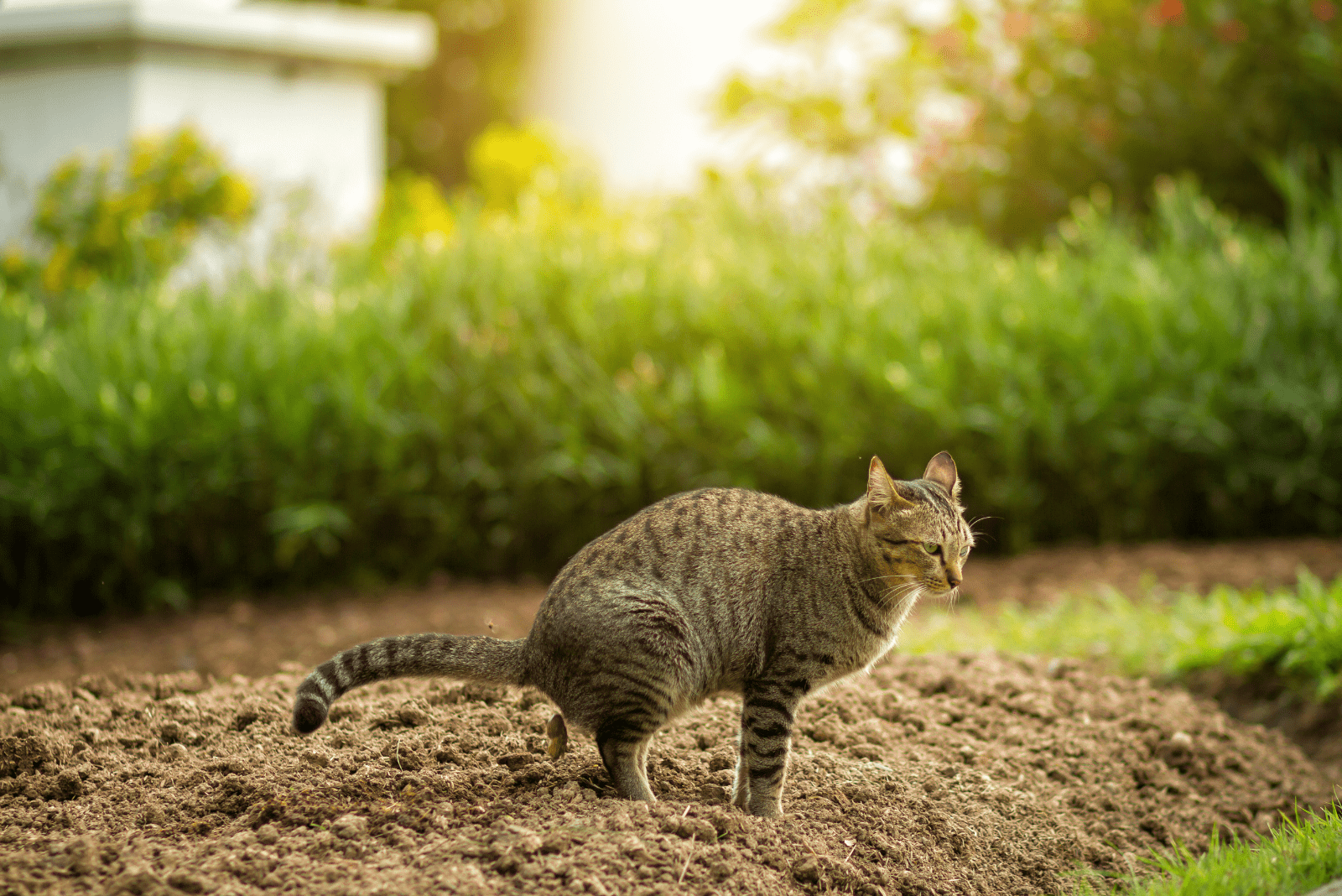 the cat poops on the ground