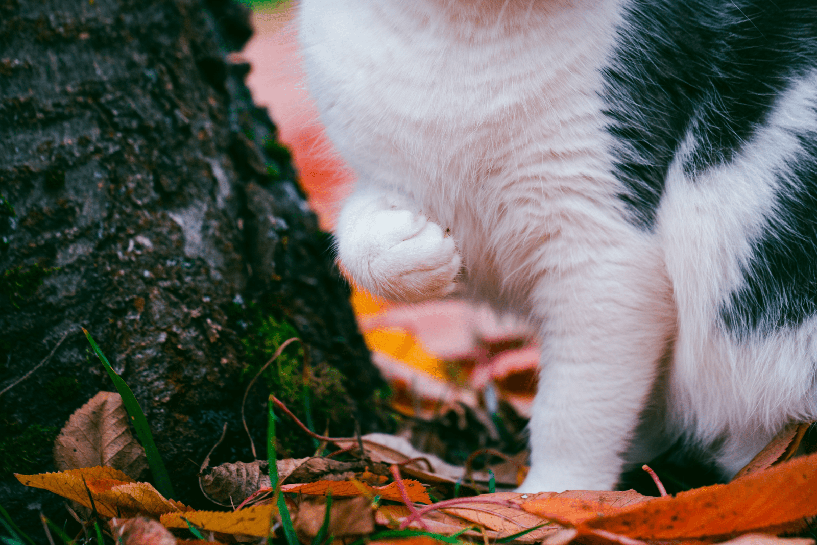 the cat walks with its paw raised