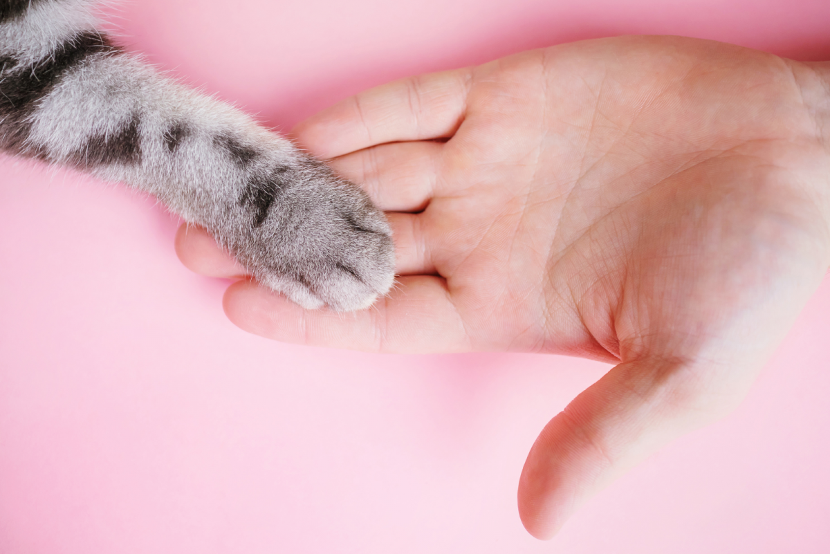 How To Cure A Cat Broken Toe? Symptoms, Treatment, & Care