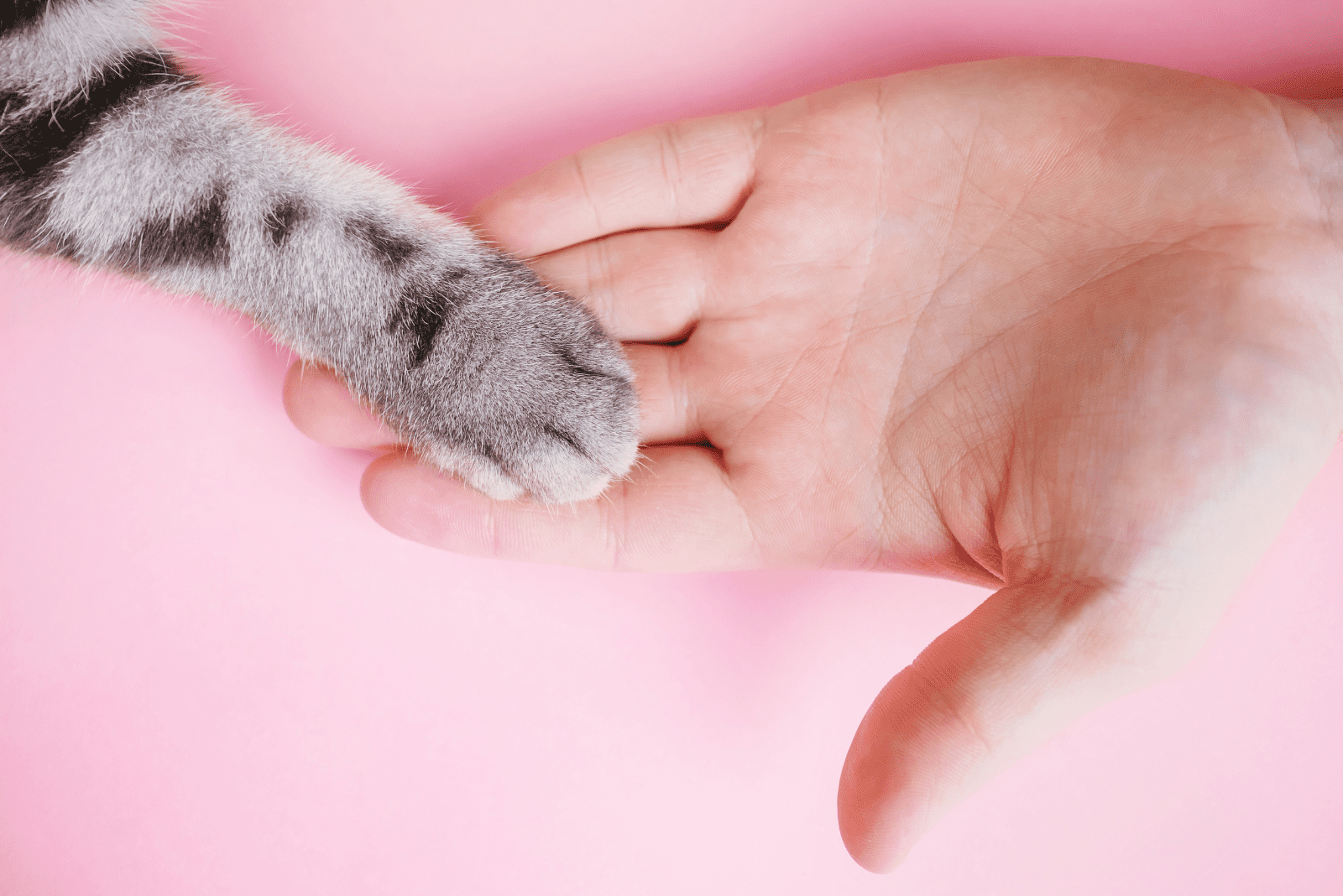 the woman is holding a cat's paw in her hand