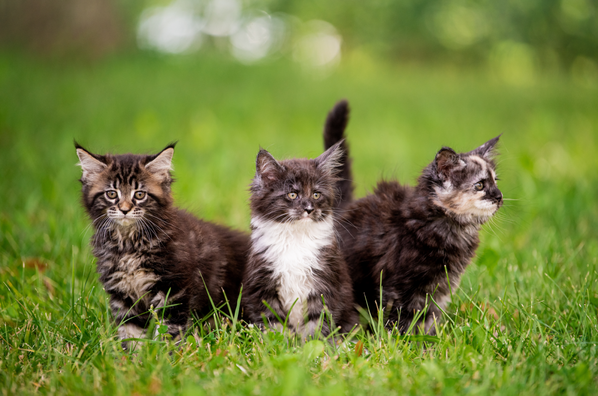 6 Top Maine Coon Cat Breeders In Missouri In 2023