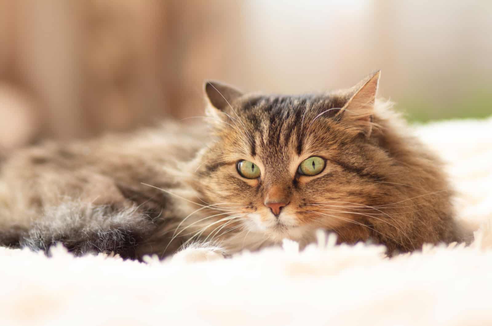 tired longhaired cat