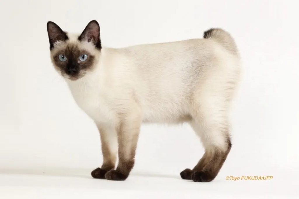 Cat Breed With No Tail The Manx Cat + Other Tailless Cats
