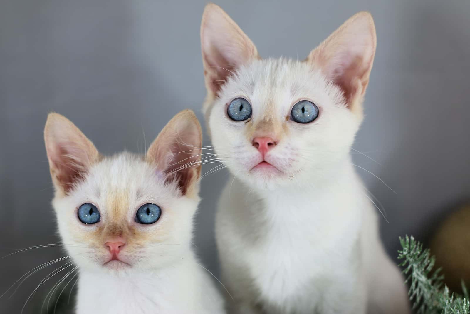 two Flame Point Siamese cats