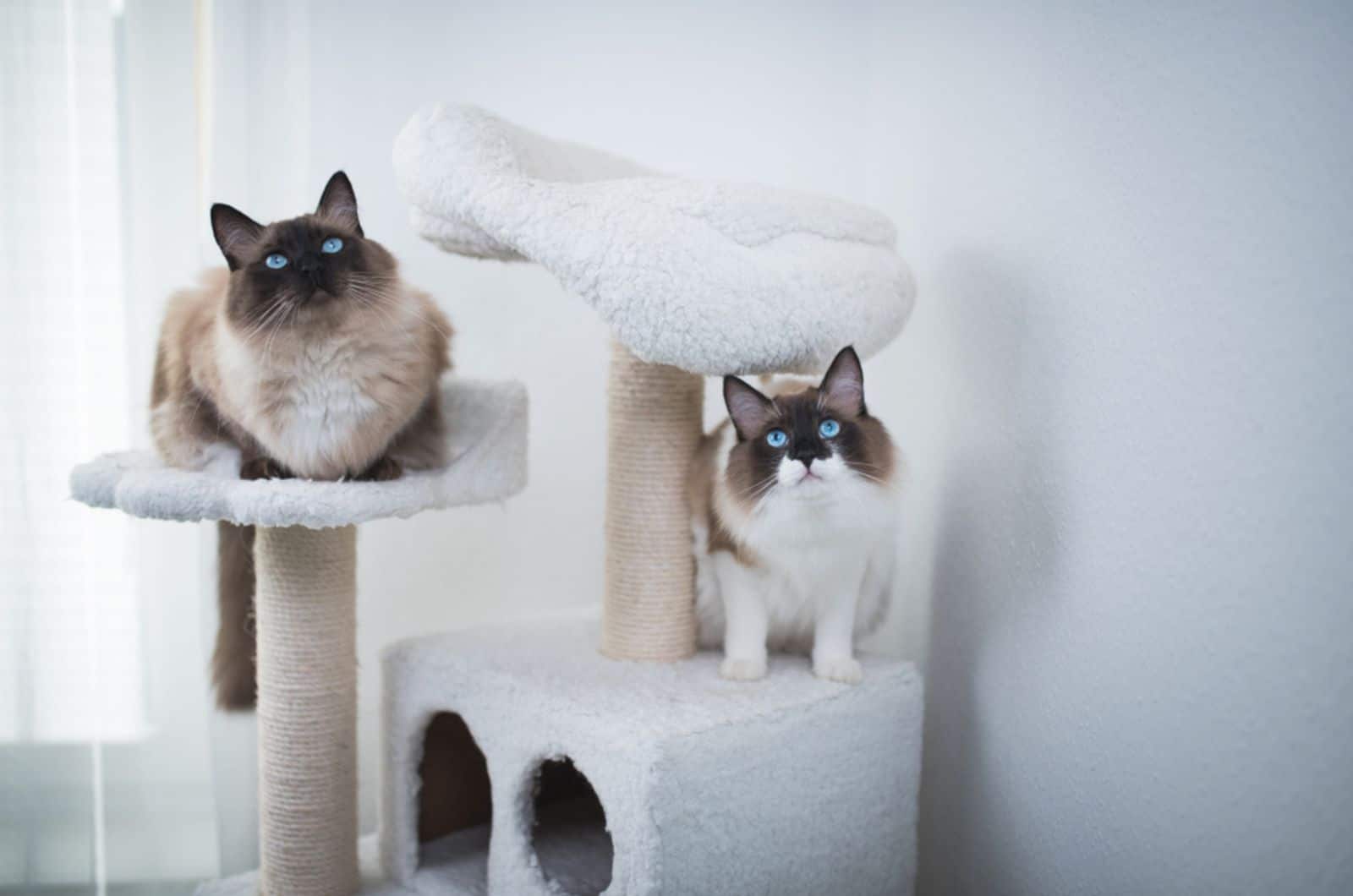 two seal bicolour ragdoll cats sitting on scratching post