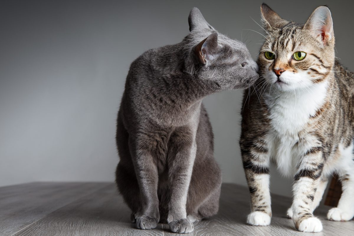 How Different Are Male Cats Vs Female Cats Pros And Cons 