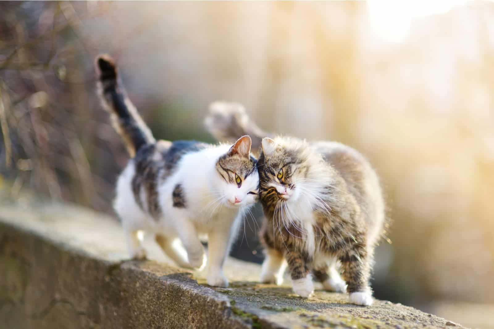 two cats walking on wall