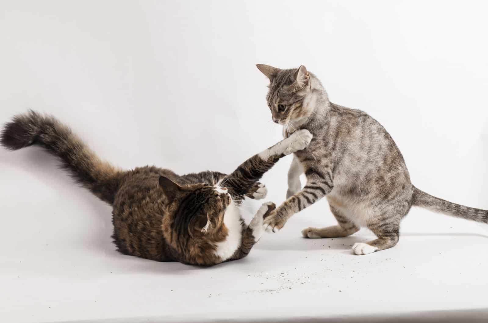 two kittens playing in white room