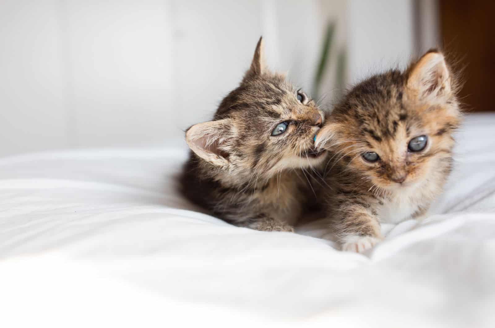 two kittens playing on bed
