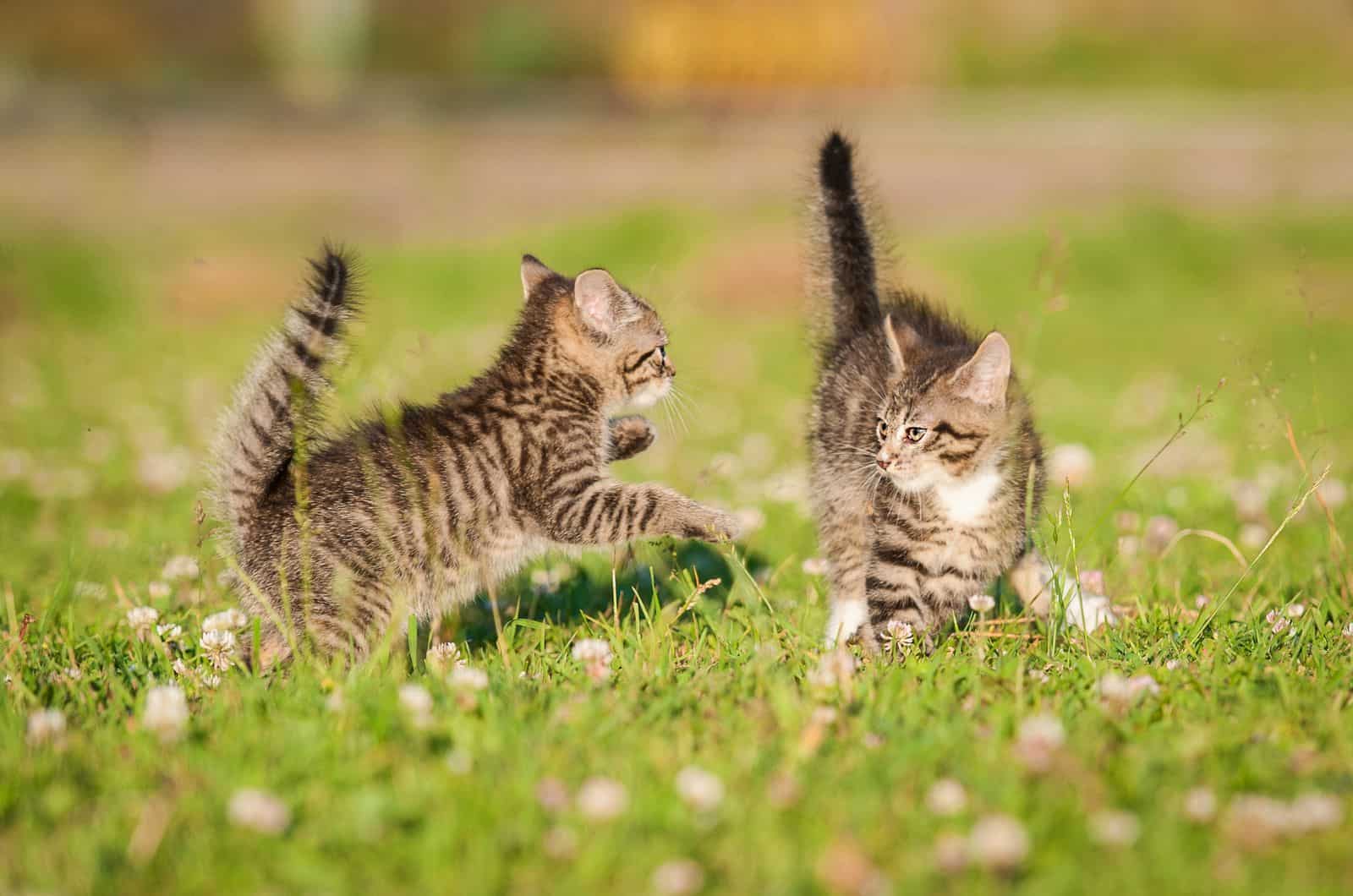 two kittens playing on grass