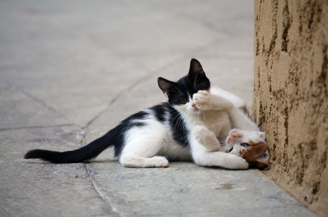 Single Kitten Syndrome - Why Two Kittens Are Better Than One