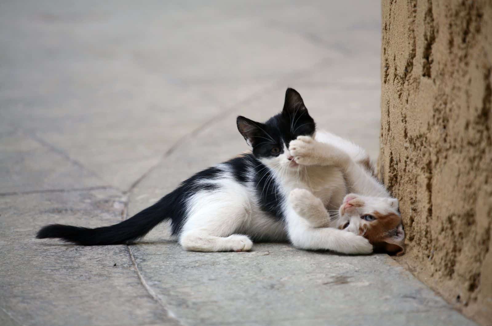 two kittens playing on street