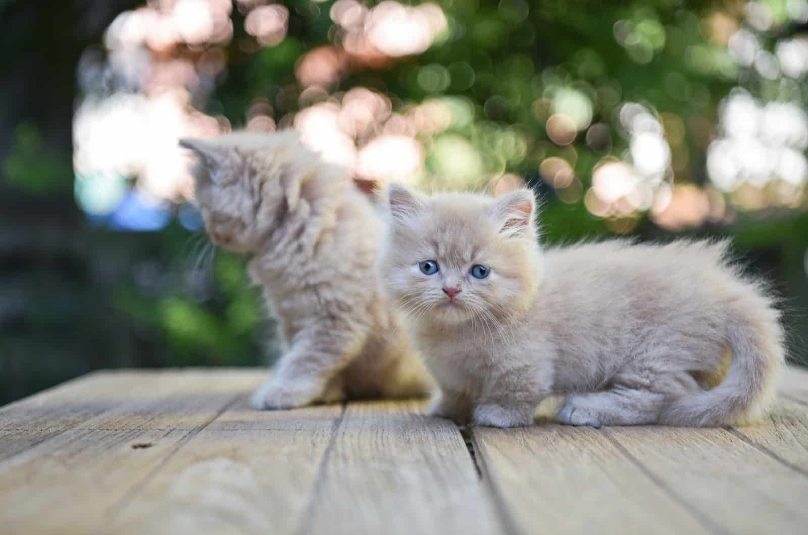 two munchkin kittens