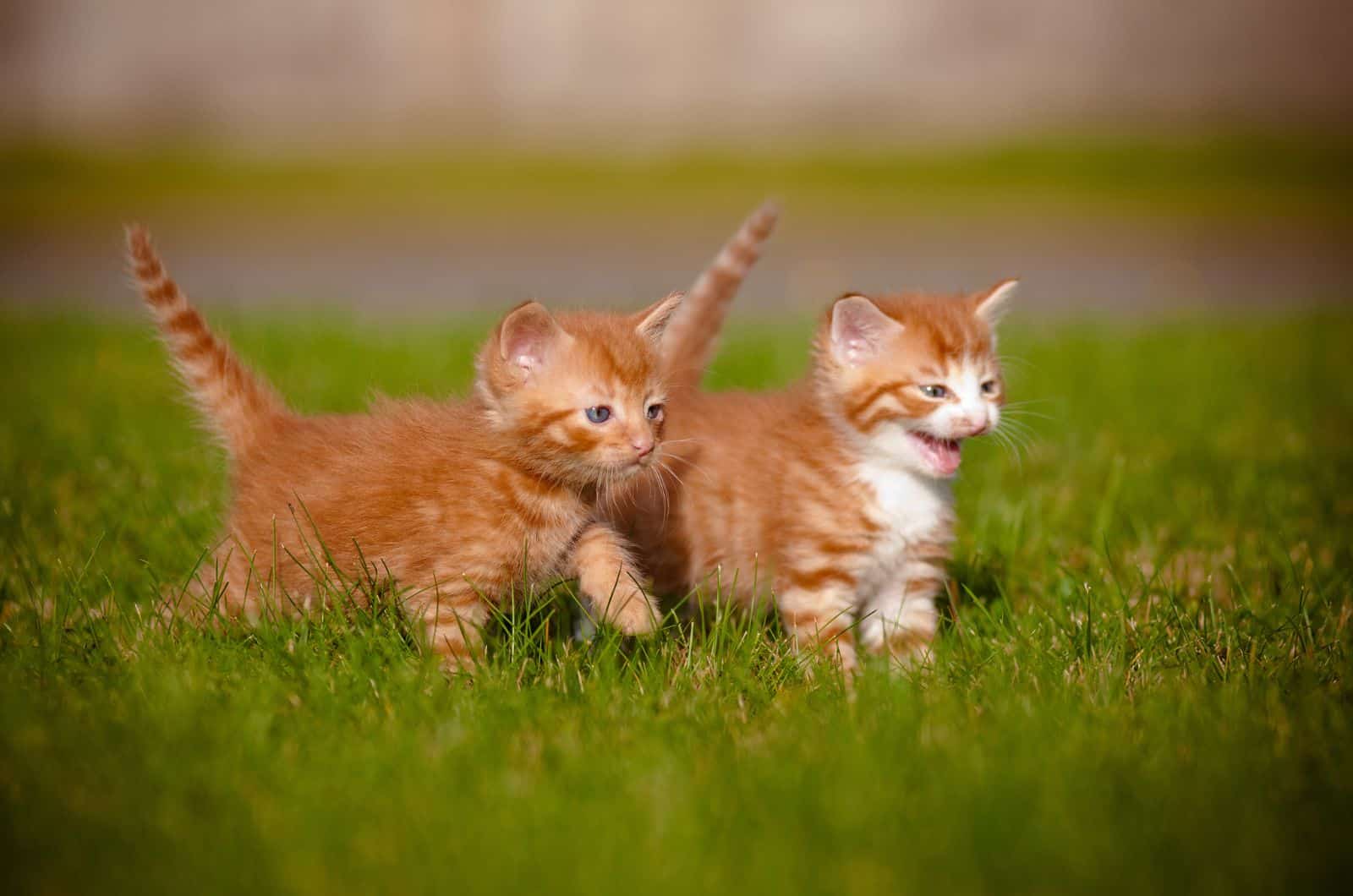two orange kittens playing on grass