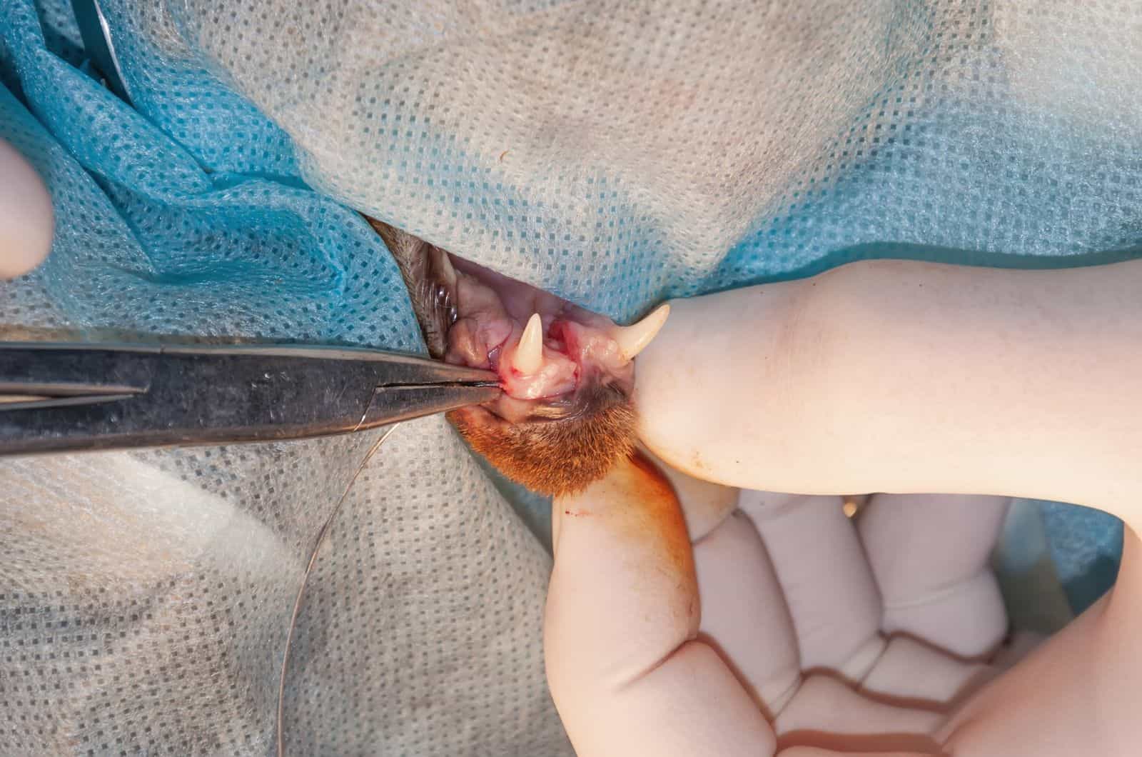 vet checking out Cat’s Broken Tooth