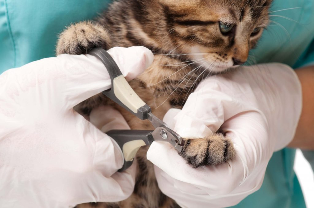 vet cutting cat's claws