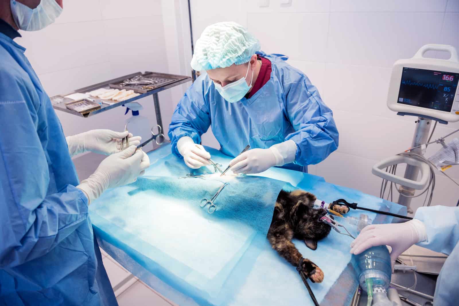 vet performing on cat cat