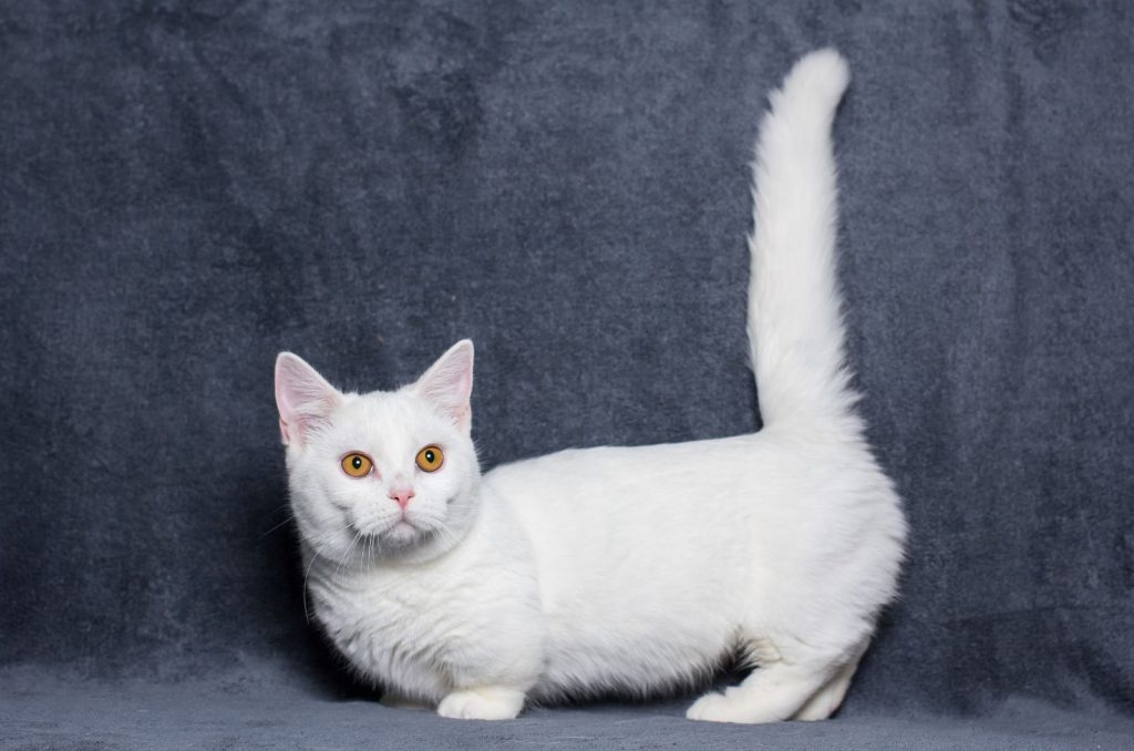 white Munchkin Cat posing for photo