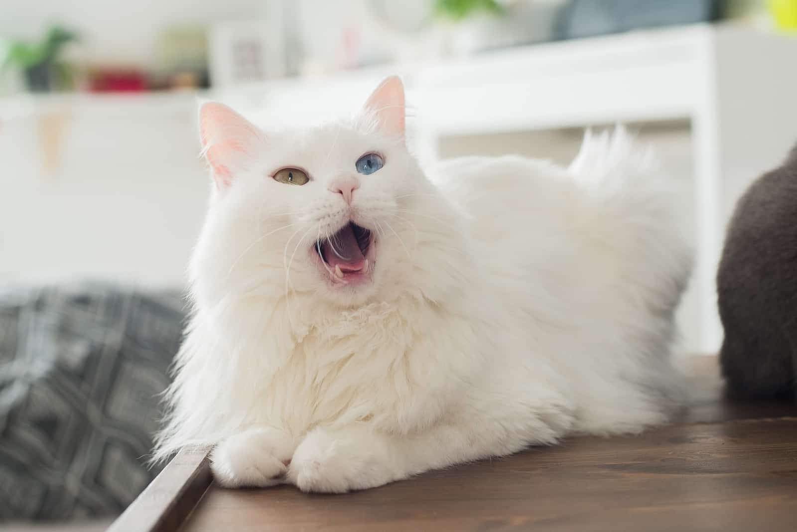 white cat meowing