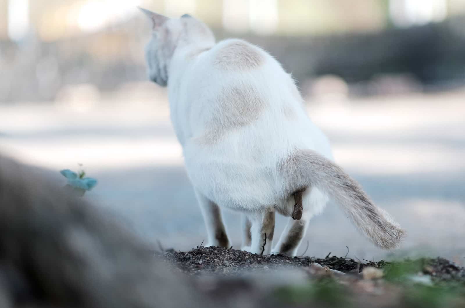 white cat pooping