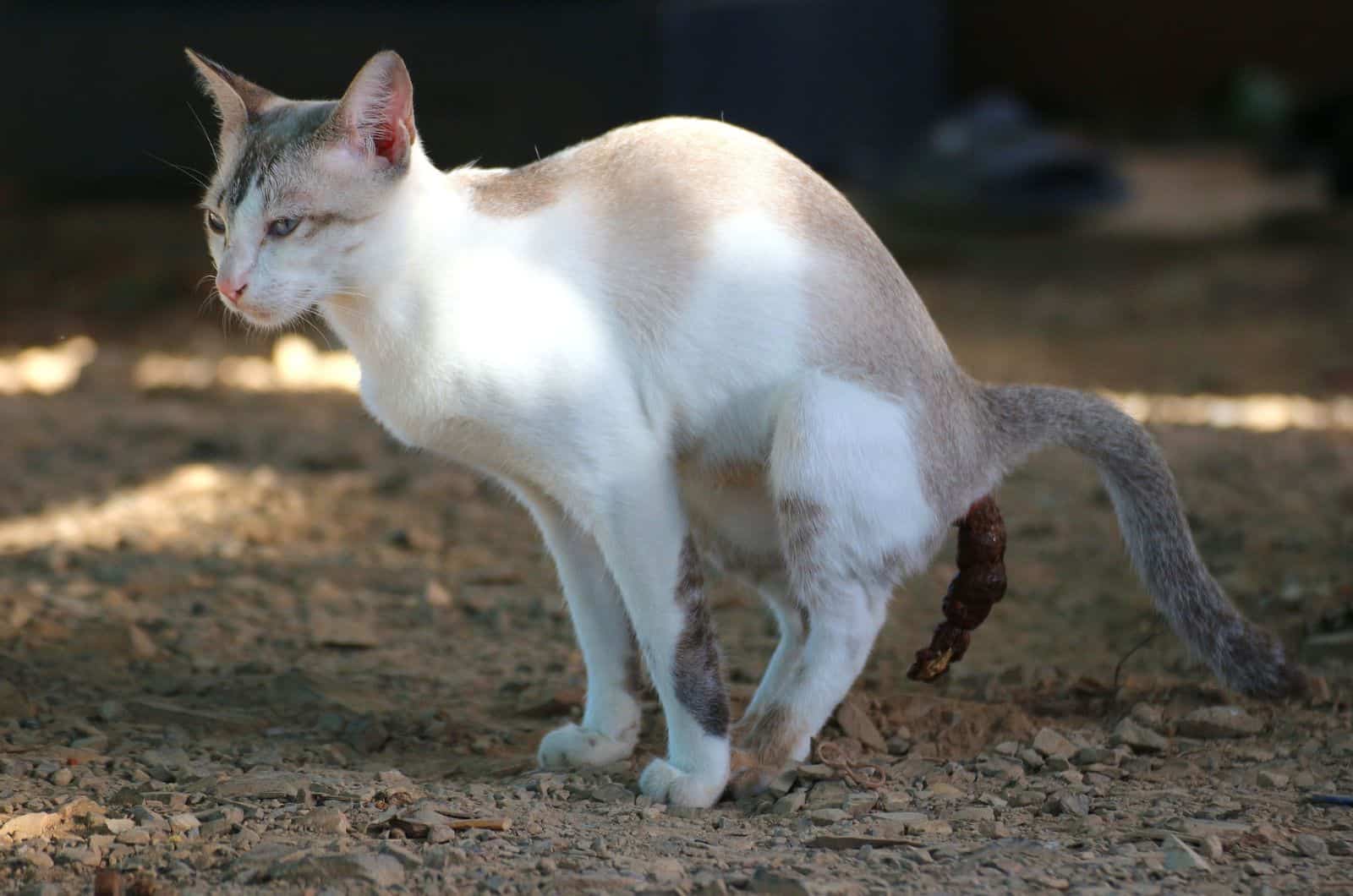 white cat pooping