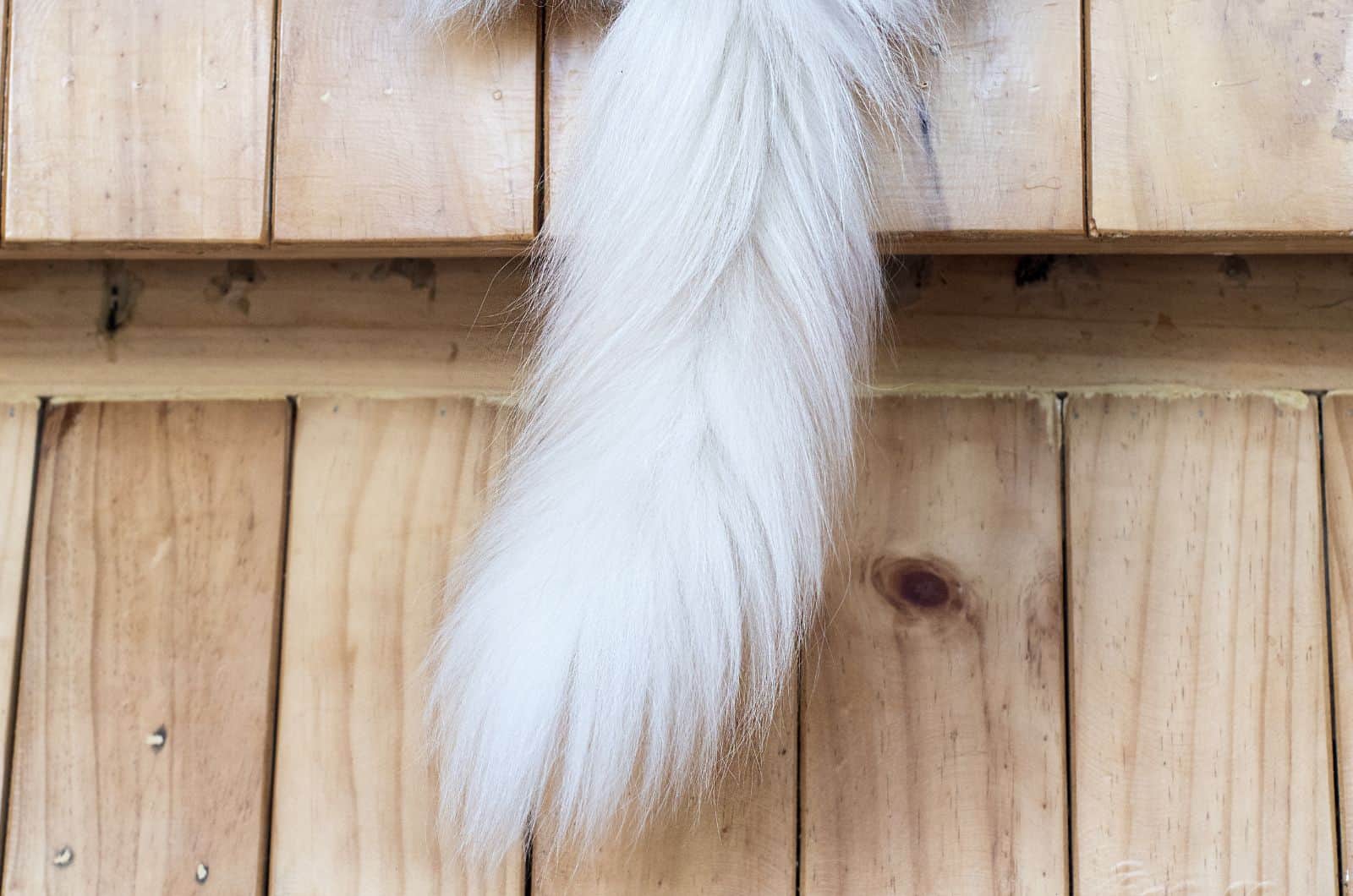 white cat tail