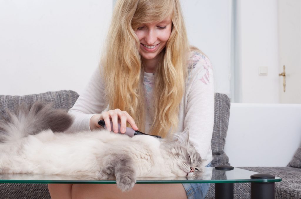 woman brushing a ragdoll cat