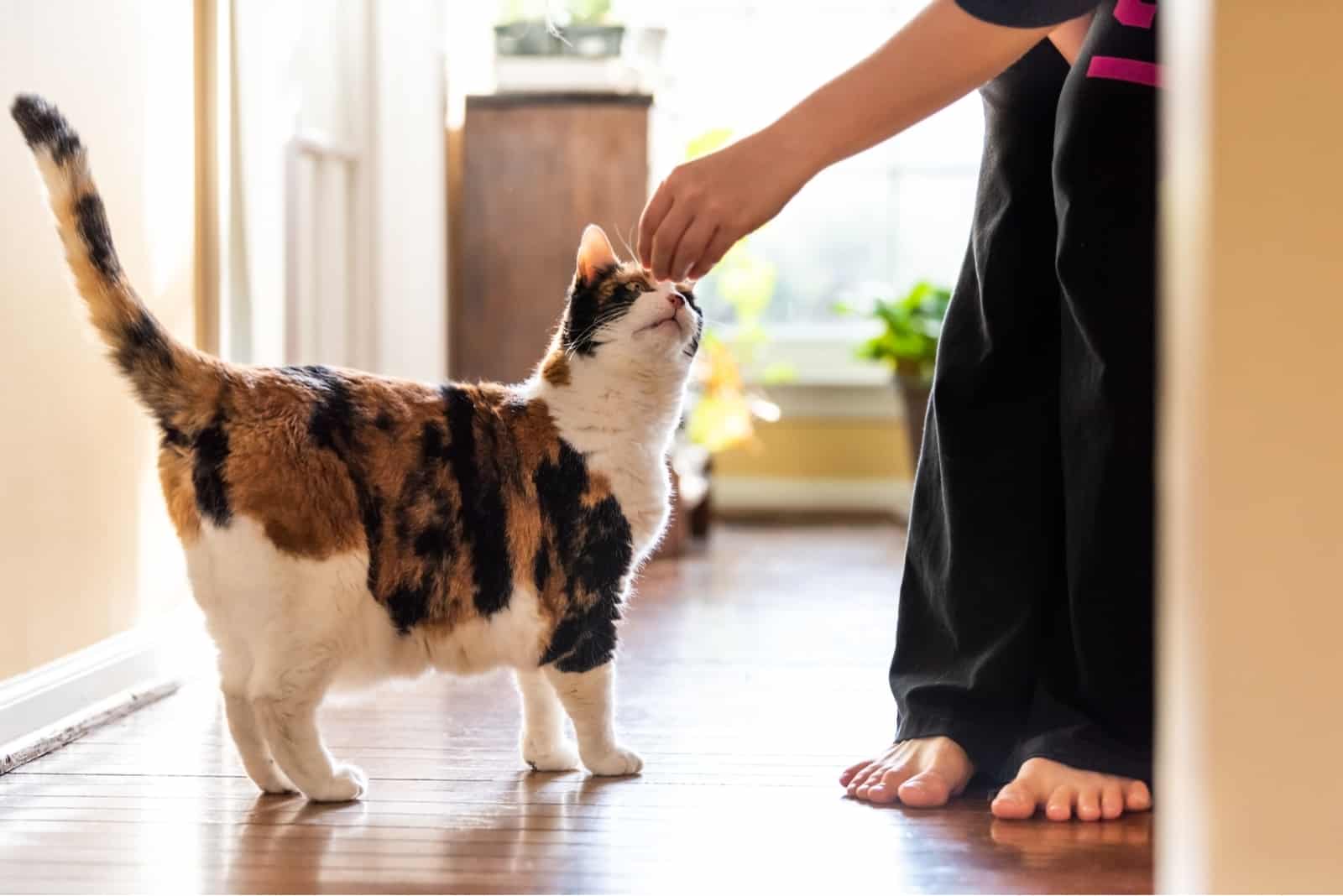 woman feeding calico cat 