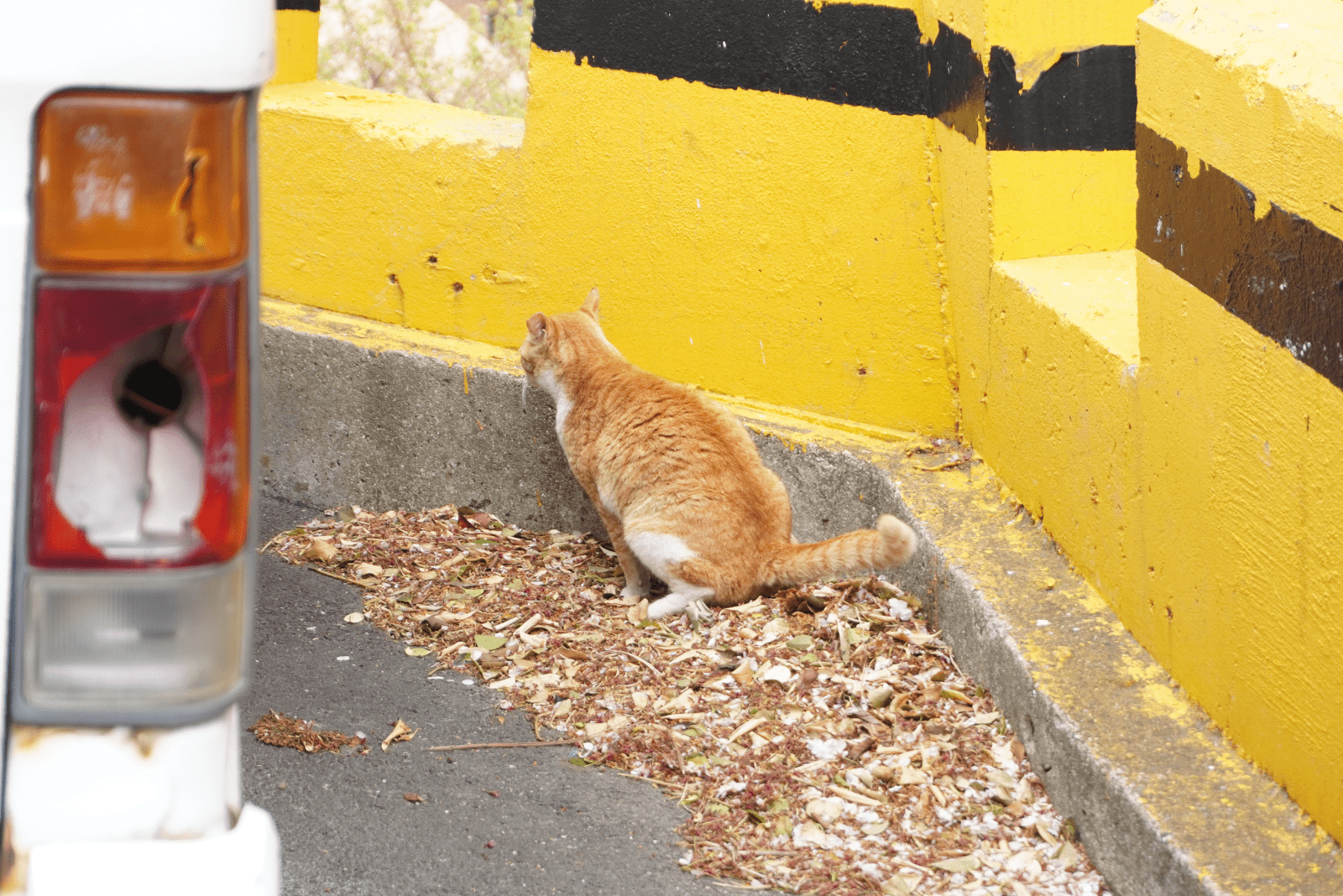 yellow cat poops on leaves