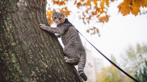 cat with harness climbing a tree