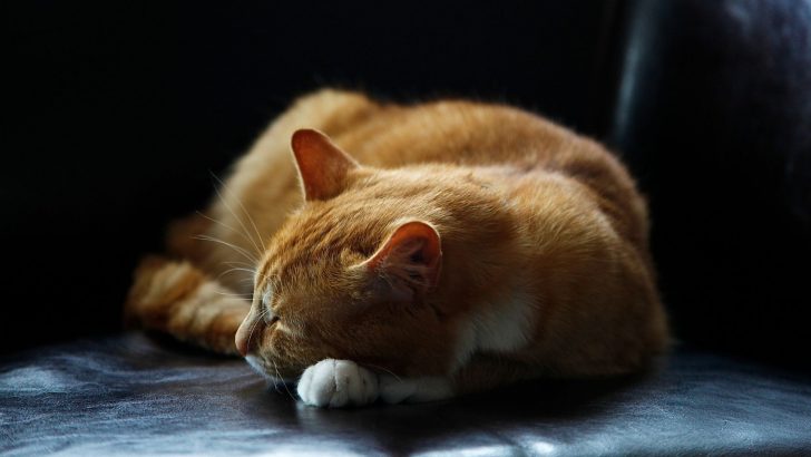 11 Safe And Effective Over The Counter Sedatives For Cats