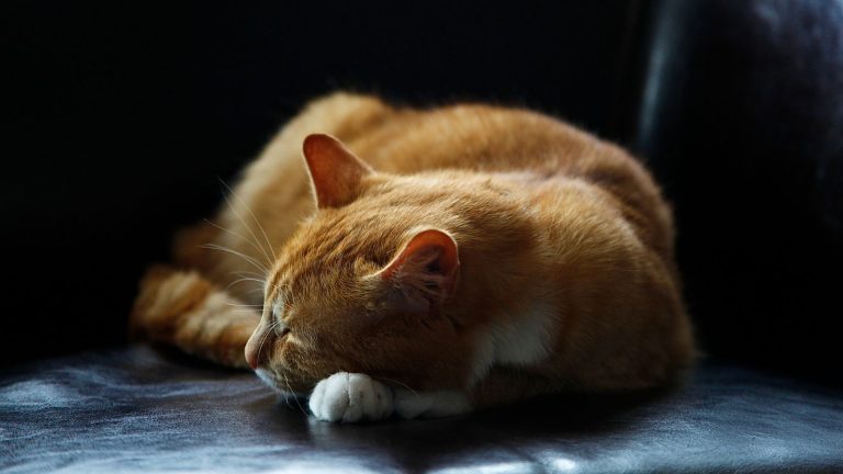 cat sleeping on floor