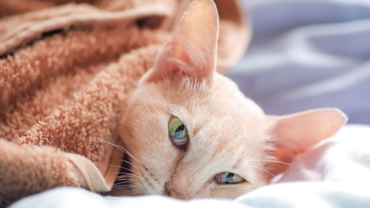 12 Signs Your Cat Is Dying And Things You Should Do About It