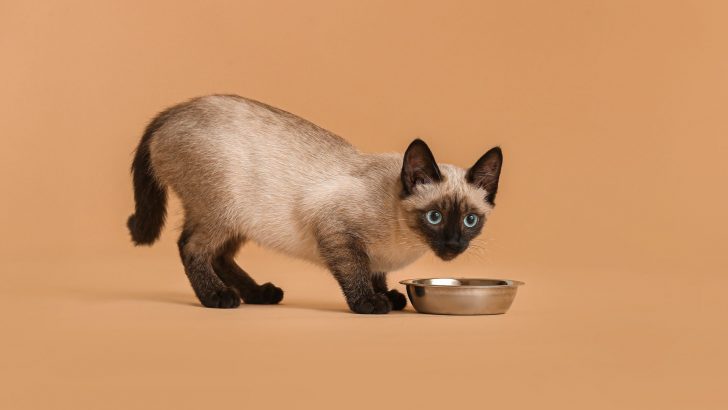 12 Tasty Gravy For Cats Recipes Your Cat Will Love You For