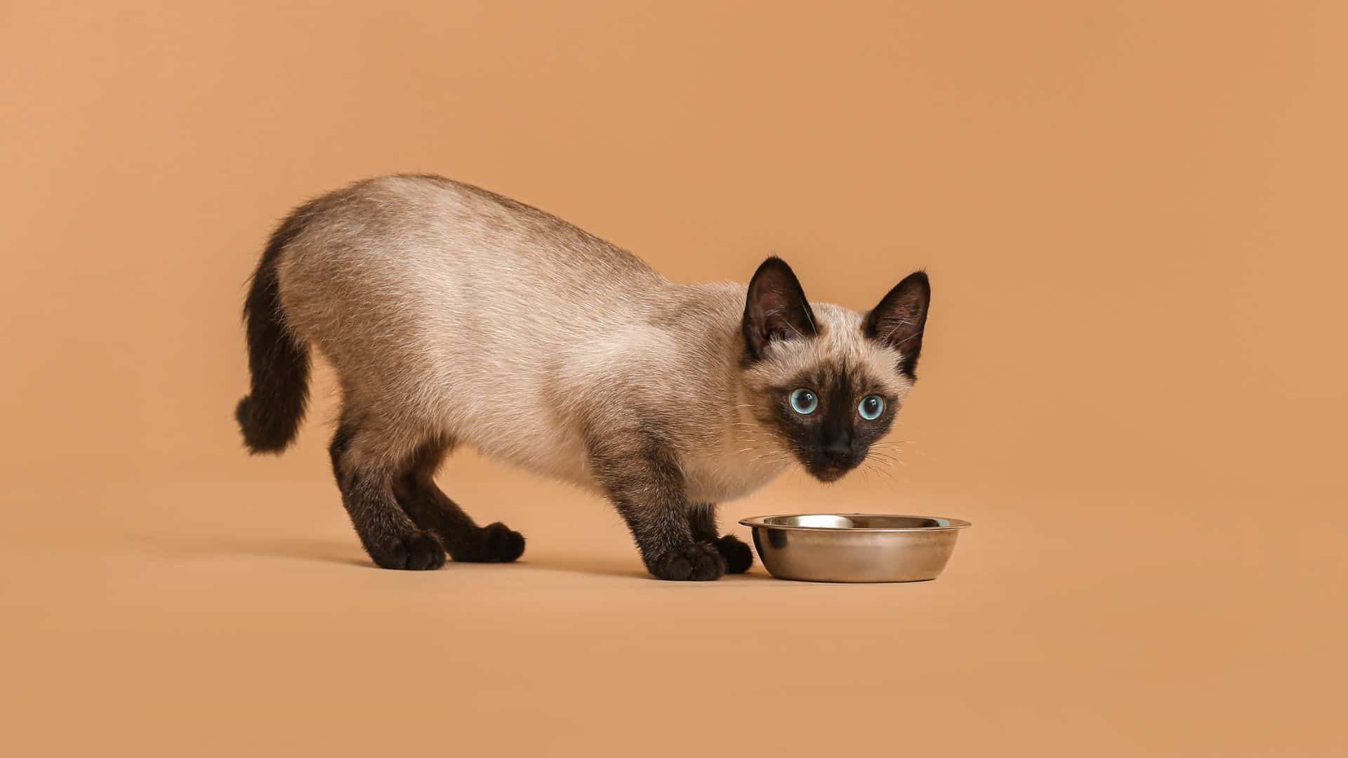 thai cat eating gravy from bowl