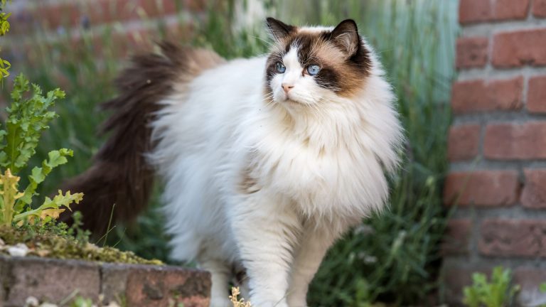 beautiful Ragdoll Cat