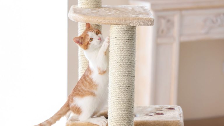 a beautiful cat is climbing the cat tree