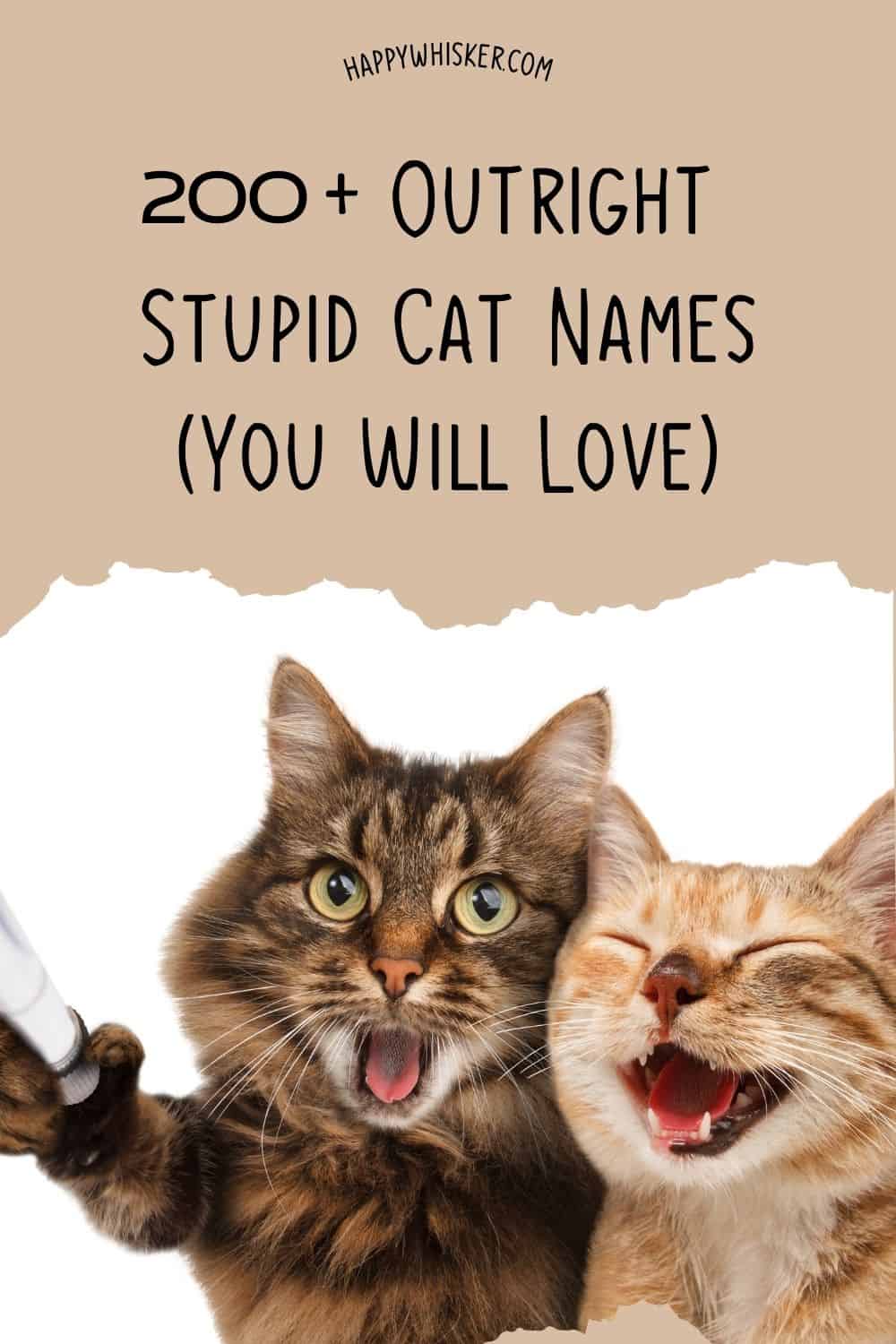 200+ Outright Stupid Cat Names (You Will Love) Pinterest