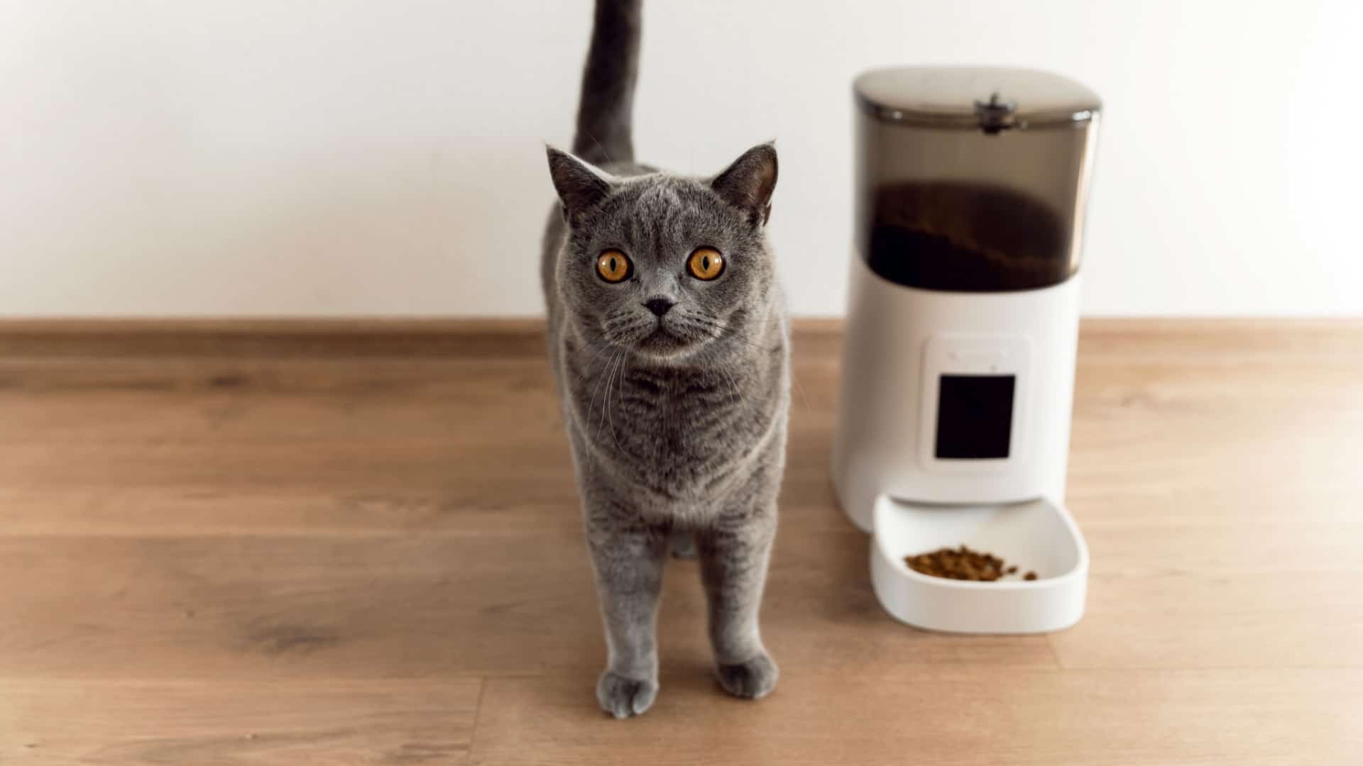 cat standing next to a feeder