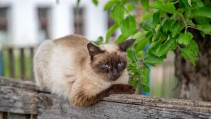 a siamese cat is lying on a tree