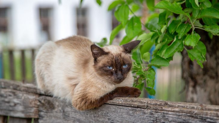 4 Main Types Of Siamese Cats That You Will Adore