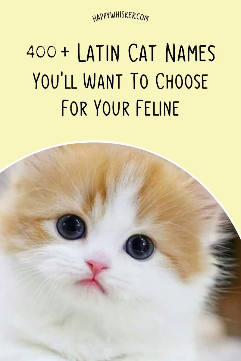 400+ Latin Cat Names You'll Want To Choose For Your Feline