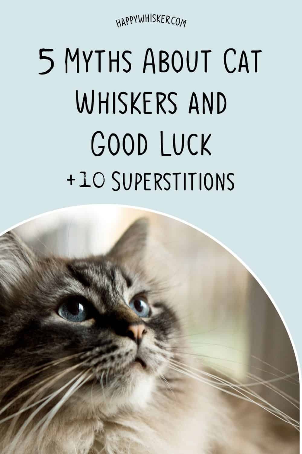 5 Myths About Cat Whiskers & Good Luck + 10 Superstitions Pinterest