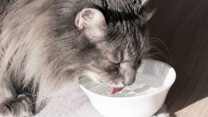 <strong>8 Best Alternatives To Sub Q Fluids For Cats (2023)</strong>